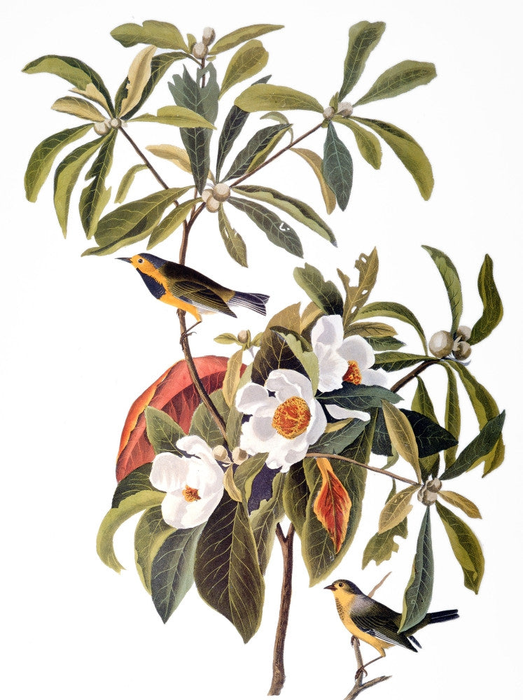 Bachman's Warbler Fine Art Print After Audubon | Posterazzi