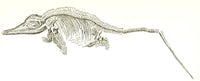 Ichthyosaurus Fine Art Print by Science Source