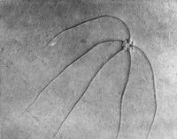 Jurassic Era Starfish Fossil Fine Art Print by Granger Collection