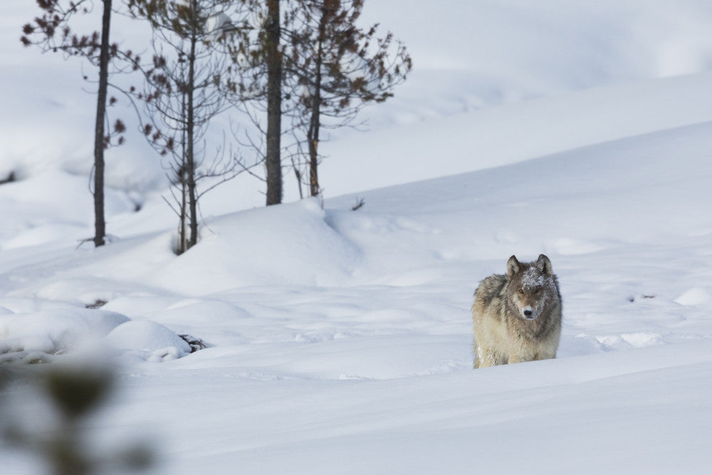 Gray Wolf Fine Art Print by Ken Archer - Item # VARPDDNA02KAR1064