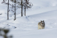 Gray Wolf Fine Art Print by Ken Archer - Item # VARPDDNA02KAR1064