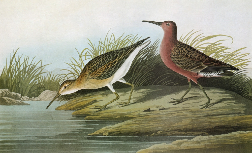 Audubon Sandpiper Fine Art Print - Curlew Sandpiper Engraving