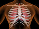 Conceptual Human Lungs and Rib Cage Fine Art Print