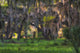 Large Oak Tree with Spanish Moss Fine Art Print by Sheila Haddad