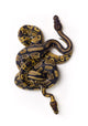 Two Ball Python Snakes Intertwined Art Print by Corey Hochachka