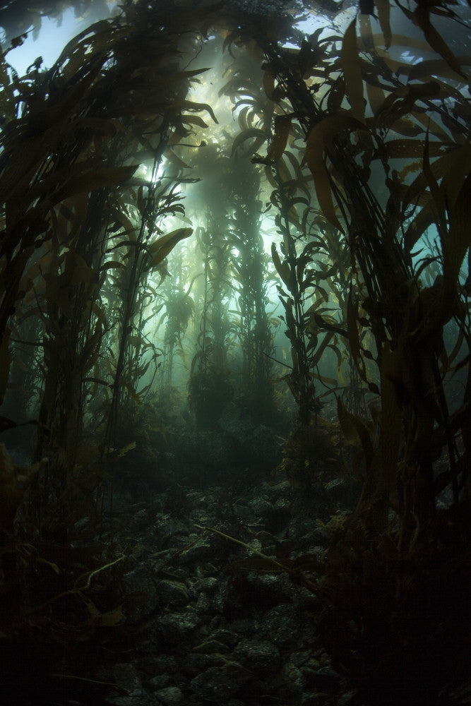 Giant Kelp Forest Fine Art Print - Coastal California