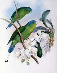 Philippine Racket-tailed Parrot Fine Art Print by John Gould