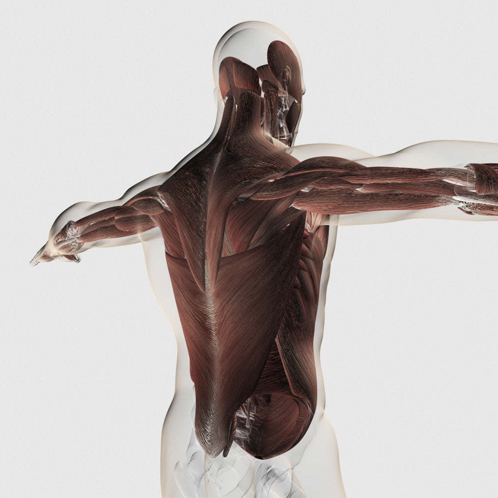 Male Muscle Anatomy of the Human Back Fine Art Print