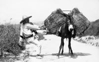 Mexico Peasant and Burro Fine Art Print by Granger Collection