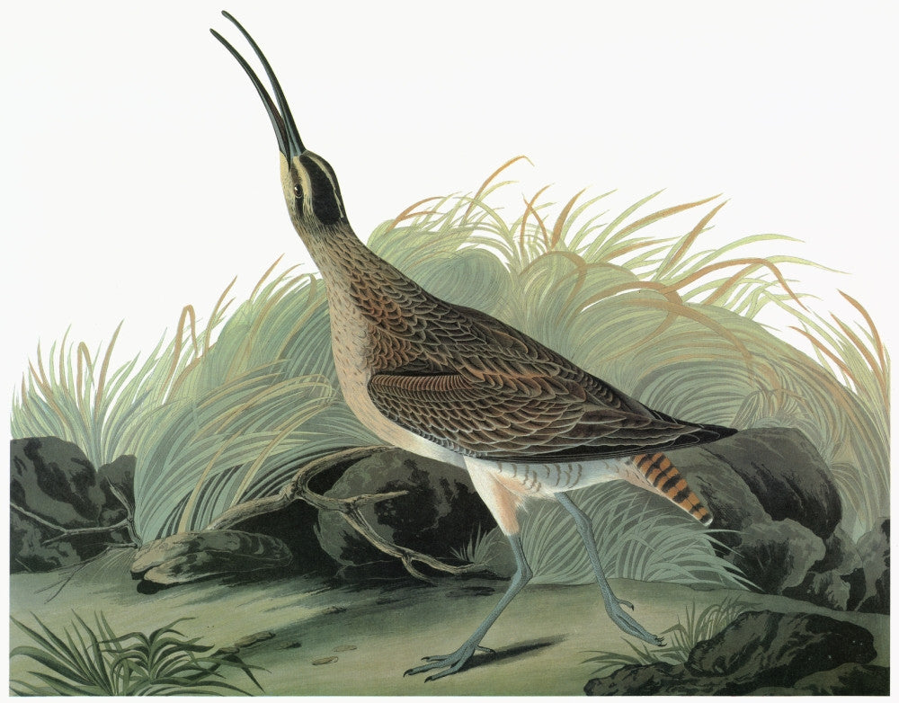 Audubon: Whimbrel Engraving Fine Art Print | Posterazzi