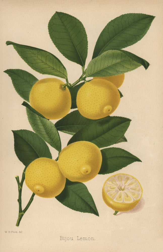 Bijou Lemon Cultivar Fine Art Print by Florilegius | Mary Evans