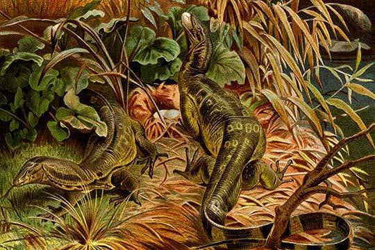 Monitor Lizard Vintage Art Print by F.W. Kuhnert