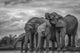 African Bush Elephants Fine Art Print by Marg Wood | Posterazzi