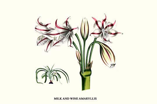 Milk and Wine Amaryllis Fine Art Print by Louis Benoit Van Houtte