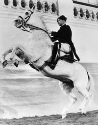 Vienna Lipizzan Horse Fine Art Print - Spanish Riding School