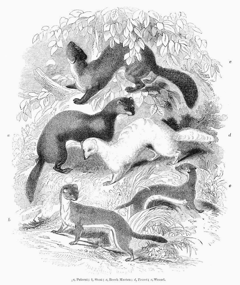 Mustelidae Family Wood Engraving Print – Various Members (1841)