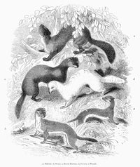 Mustelidae Family Wood Engraving Print – Various Members (1841)