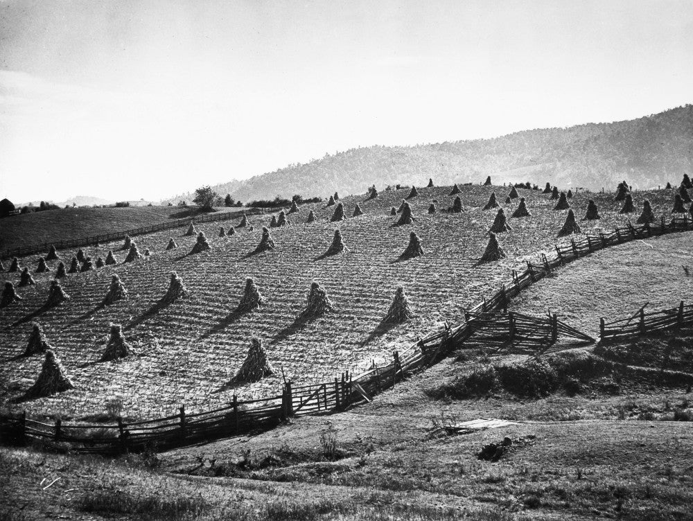 Corn Field Fine Art Print - 1940 Photograph by Marion Post Wolcott