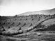 Corn Field Fine Art Print - 1940 Photograph by Marion Post Wolcott