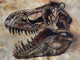 Tyrannosaurus Rex Skull Fine Art Print on Textured Background