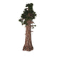 Sierra Redwood Tree Fine Art Print by Corey Ford | Stocktrek Images