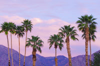 California Fan Palms Fine Art Print by Russ Bishop - Anza-Borrego Desert