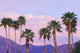 California Fan Palms Fine Art Print by Russ Bishop - Anza-Borrego Desert