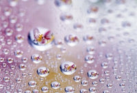 Close-Up Photo Print of Water Droplets with Reflected Flower by Panoramic Images
