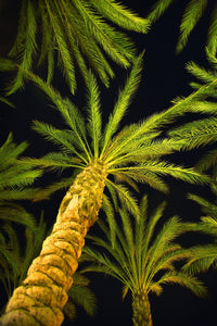 Palm Trees Fine Art Print - Arecaceae Genera