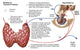 Relation of Thyroid and Pituitary Gland Fine Art Print