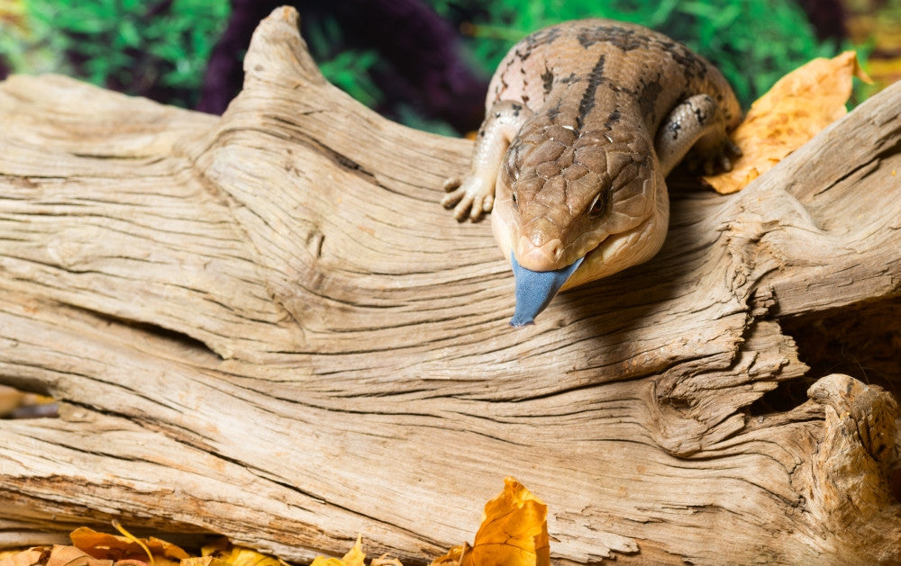 Blue-Tongued Skink in Forest Fine Art Print by Panoramic Images