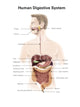 Human Digestive System Diagram Poster Print by Alan Gesek