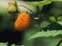 Salmonberry Fine Art Print by Robert L. Potts - Waldport, Oregon