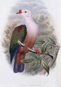 New-Ireland Fruit-Pigeon Fine Art Print by John Gould