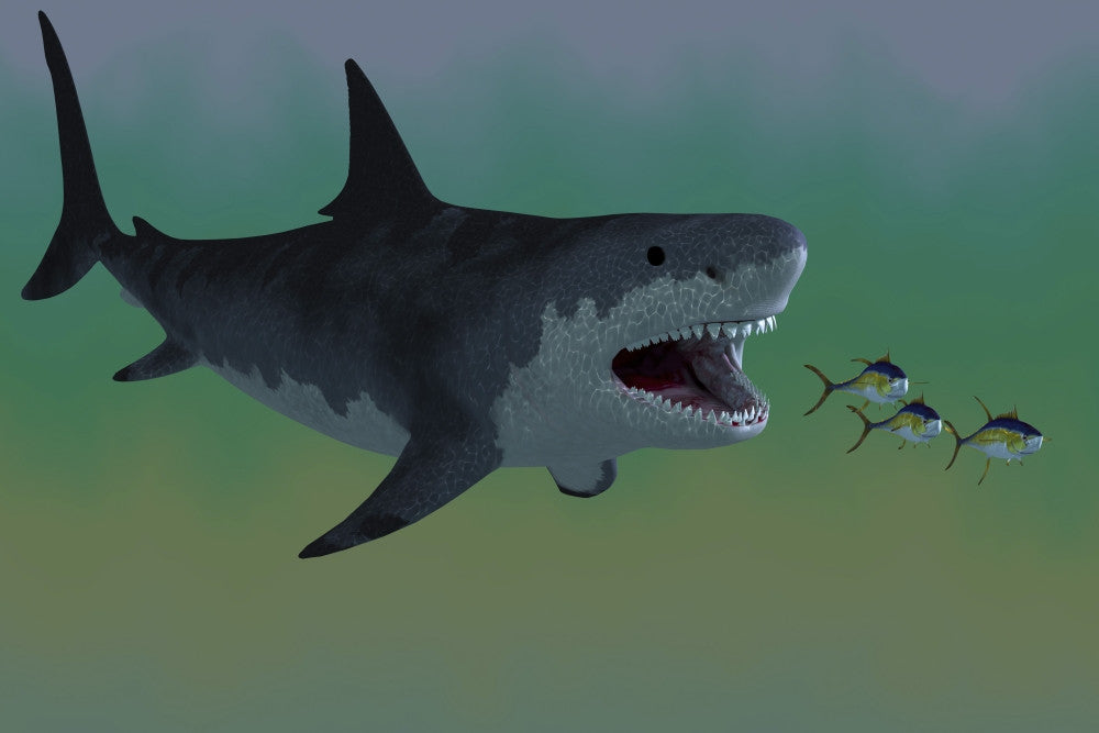 Several Tuna Fish Escape from a Megalodon Shark Fine Art Print