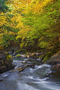 Autumn Stream and Colorful Trees Fine Art Print by David Chapman
