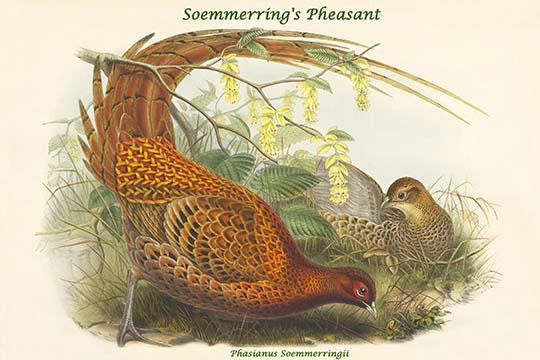 Phasianus Soemmerringii - Soemmerring's Pheasant Fine Art Print by John Gould