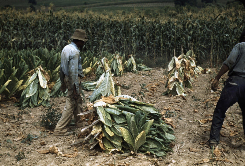 tobacco harvest Harvesting Leaves Our fine art prints are made with premium quality materials and are ready for hanging or framing TOBACCO SHEARING, SPEARING, and HANGING