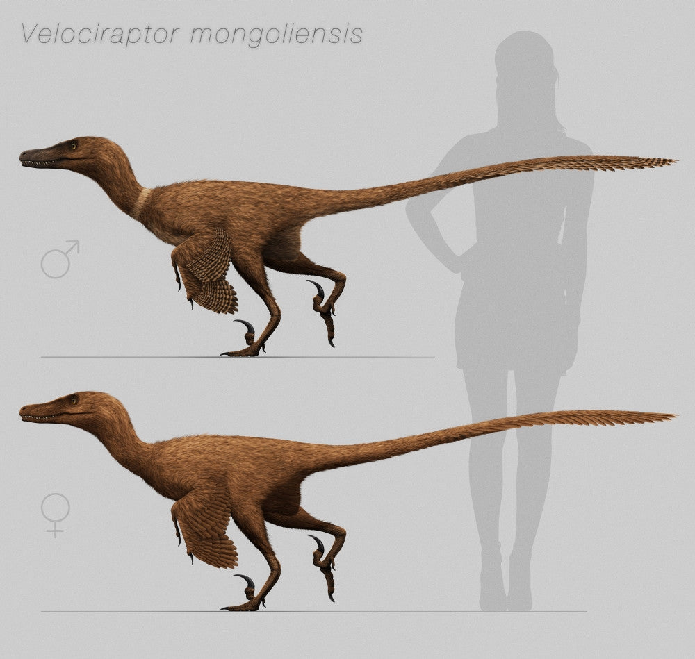 Velociraptor mongoliensis Fine Art Print - Cretaceous Dinosaur Artwork