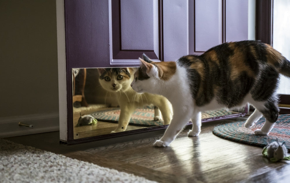 Calico Cat Reflection Fine Art Print by Janet Horton