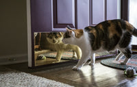 Calico Cat Reflection Fine Art Print by Janet Horton