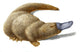 Duckbill Platypus Fine Art Print by Spencer Sutton | Science Source