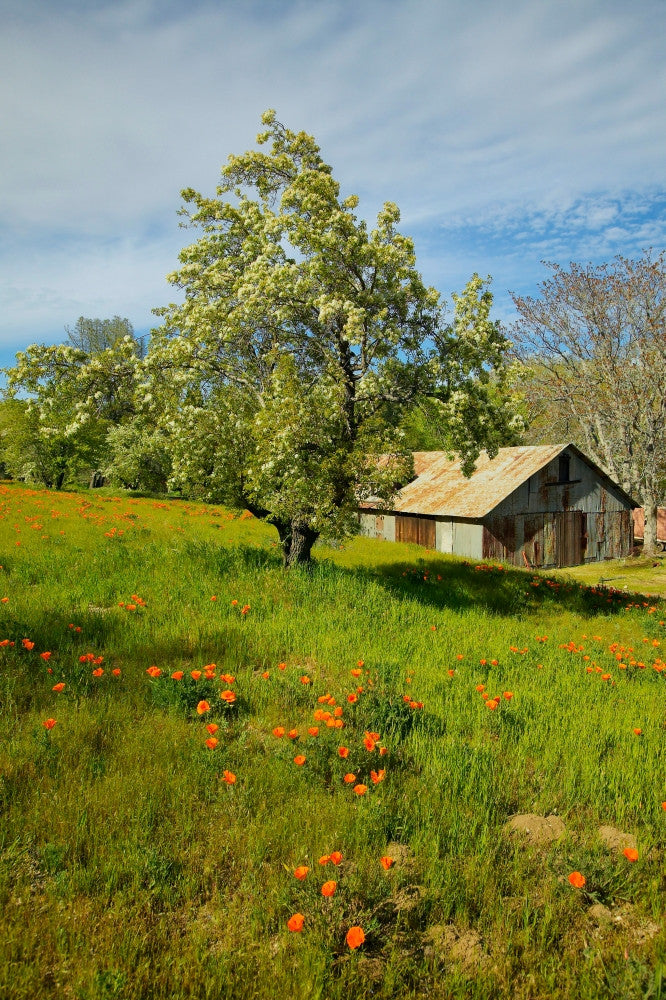 Old Barn with Spring Flowers and California Poppies Fine Art Print by Panoramic Images