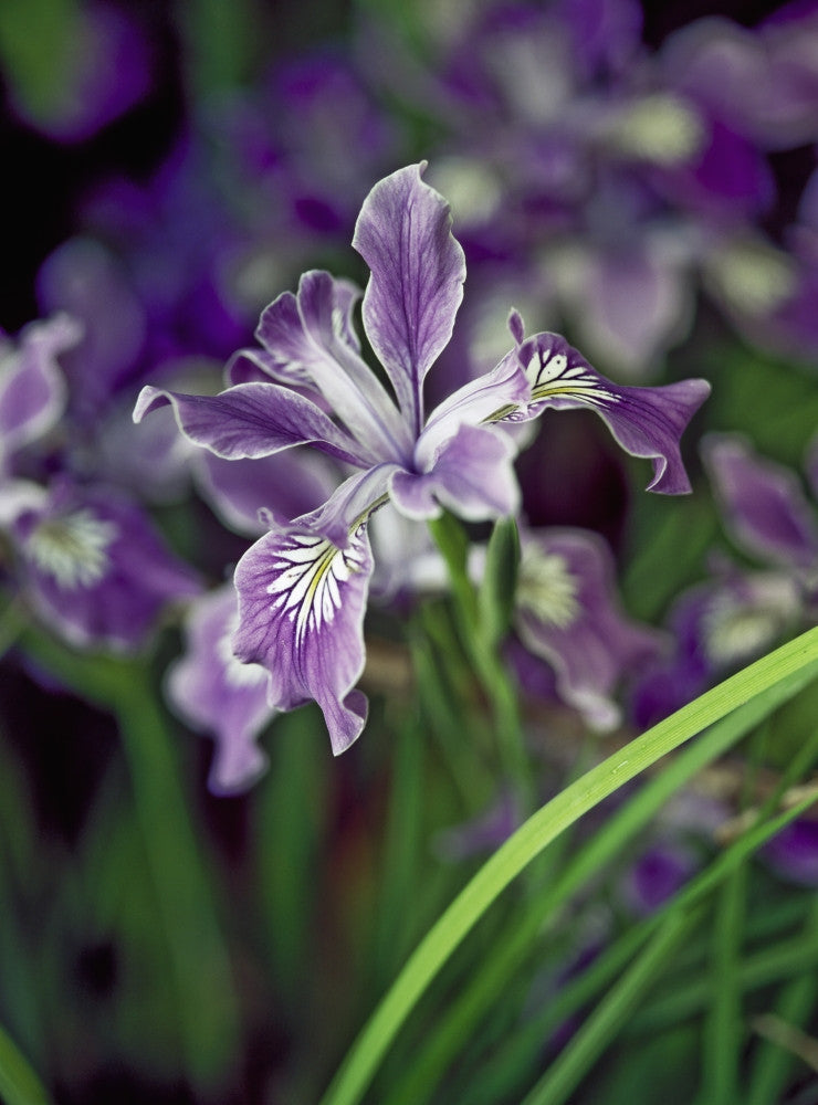 Oregon Iris Blooms Fine Art Print by Robert L. Potts