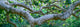 Sycamore Tree in Forest Fine Art Print - Point Mugu State Park
