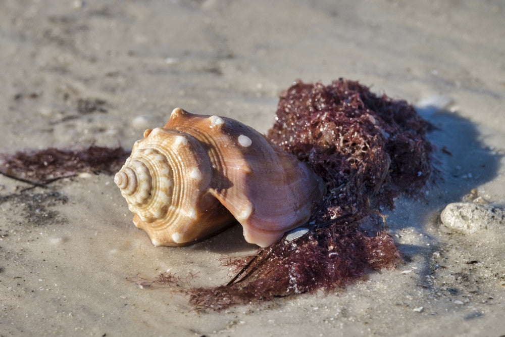 Fighting Conch Shell Fine Art Print by Jim Engelbrecht - Honeymoon Island State Park, Dunedin, Florida
