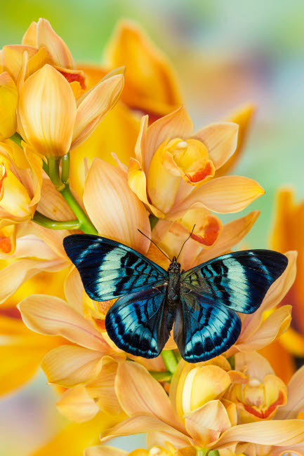 Panacea Procilla Tropical Butterfly on Golden Cymbidium Orchid Fine Art Print by Darrell Gulin
