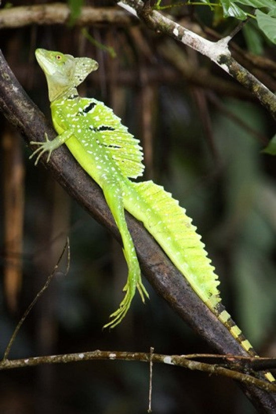 Close-up of a Plumed Basilisk Poster Print by Panoramic Images - 16x24