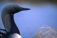 Close Up Portrait of an Arctic Loon (Pacific Loon) Fine Art Print - Richardson Mountains, Yukon