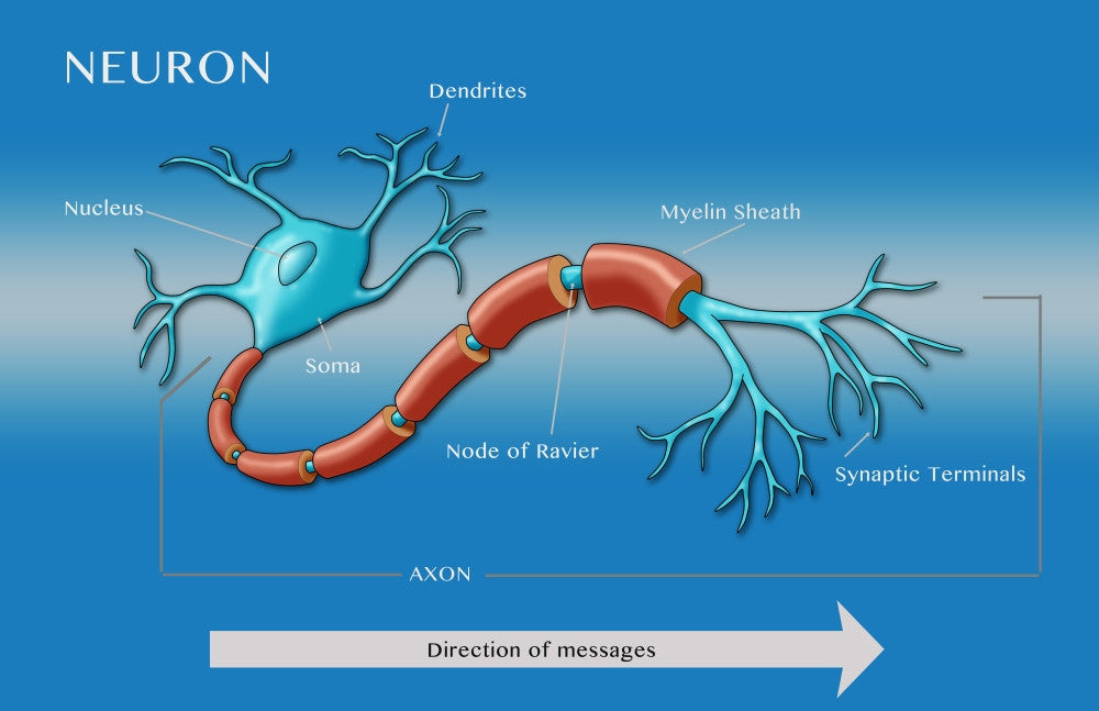 Motor Neuron Diagram Fine Art Print by Monica Schroeder